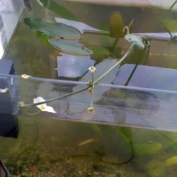 春天到了，鱼缸里的水草又开花了！