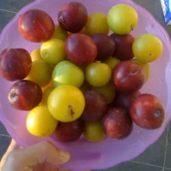 Bought some Plums today, I love that fruit, kind of juicy, colorful, and not too sweet.