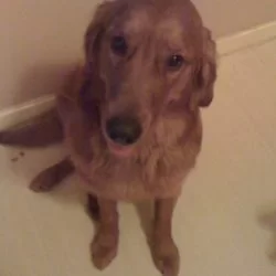 This golden retriever is fat and big, he loves to make love with my leg: