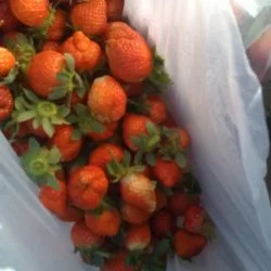 Lovely strawberry http://gdzl.la/7ziJNz
