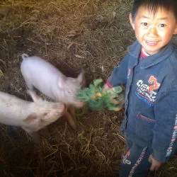 Little boy and little pigs http://flic.kr/p/7G96id