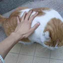 The fat cat. http://img.ly/1cKO