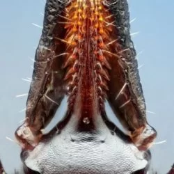 The ticks are horrific, but they have a beautiful mouth.