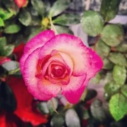 豪雨摧花又一春。: http://instagr.am/p/V2p-gOFpW_/