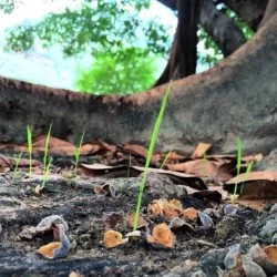 Tinny ones under the big tree.: http://instagram.com/p/pfrbicFpQn/