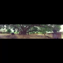 Super big tree: http://instagram.com/p/pfrDYGFpQQ/