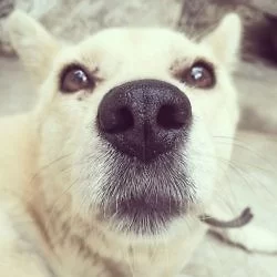 很友善的一只狗狗: http://instagram.com/p/sHaP9GlpW8/