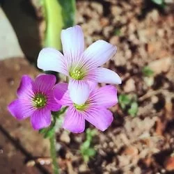I have my rights to bloom even it’s…