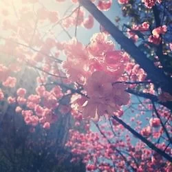 樱花: http://instagram.com/p/kv0leYlpY1/