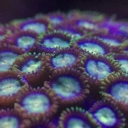 珊瑚和水草