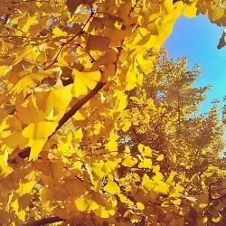 Golden trees.: http://instagram.com/p/gc8kVwlpWl/