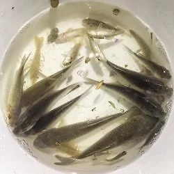 今天和小伙伴们用网兜抓到好多鱼，好欢乐