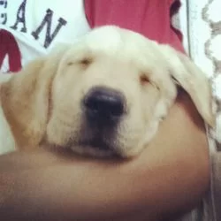 My lab is a pretty girl!: http://instagr.am/p/L7f57Ylpae/