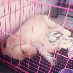 Morning, puppy.: http://instagr.am/p/MjYLnyFpRn/