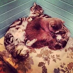 呆萌的猫: http://instagr.am/p/UDuJG1lpfE/