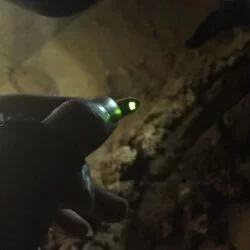 今天去骑单车抓到一只萤火虫