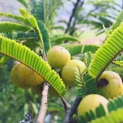 滇橄榄，味酸涩，回甘。