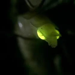夜行遇虫，屁股会发光，体大似非萤火虫。