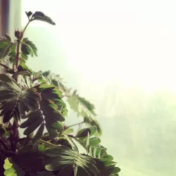 The shy little one woke up with morning sunshine. Amazing creature.: http://instagram.com/p/at7K72Fpe4/