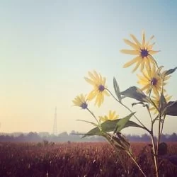 Tiny sunflower.: http://instagram.com/p/e_4MqSlpb5/