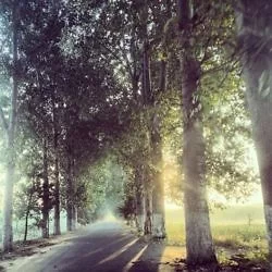 Morning forest.: http://instagram.com/p/e_WXedlpRA/