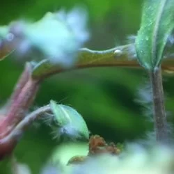 经过戊二醛两次浸泡处理后，顽固恶心虾不吃鱼不碰的黑毛藻明显白化，估计不日就将死亡，小辣椒榕得救了。