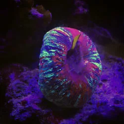 多莉也牺牲了，想想也不能浪费了，于是我把多莉尸体喂了八字脑，这是吃得最贵的一顿了吧柿子饼？