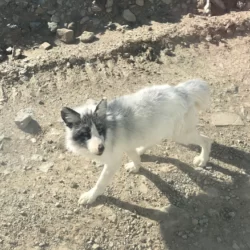 路边的野生狐狸
