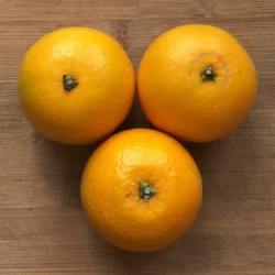 橙子的坦露